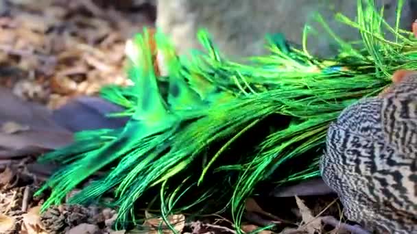 Krásný Barevný Elegantní Páv Zvíře Pták Ialysos Rhodes Řecko — Stock video