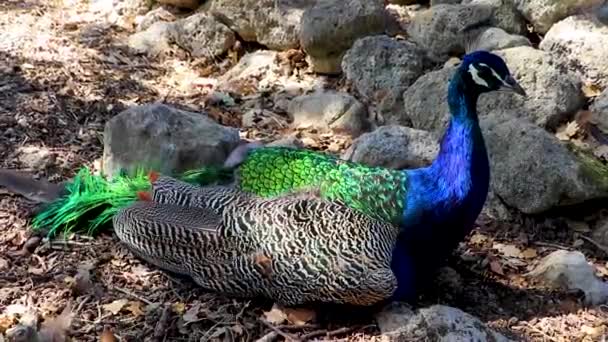 Bellissimo Colorato Elegante Uccello Pavone Animale Ialysos Rodi Grecia — Video Stock