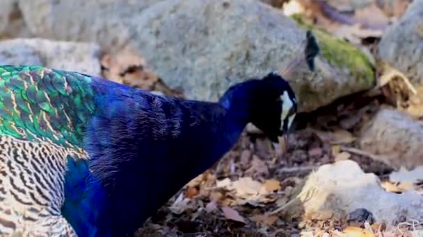 希腊亚里索斯罗得岛美丽的色彩艳丽的孔雀鸟 — 图库视频影像