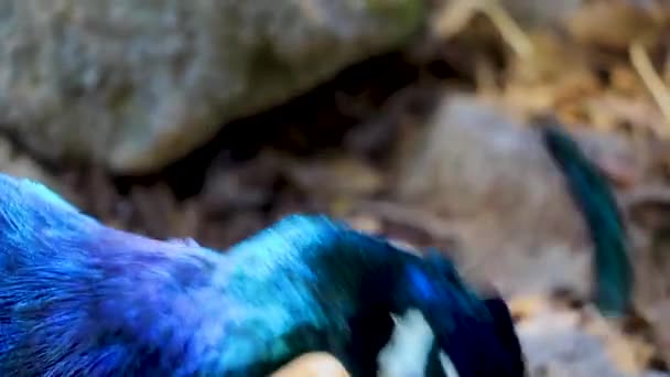 Beau Oiseau Paon Élégant Coloré Ialysos Rhodes Grèce — Video
