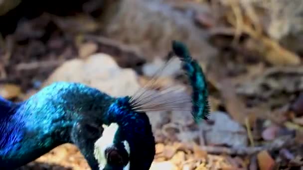 Hermoso Pájaro Elegante Colorido Del Animal Del Pavo Real Ialysos — Vídeos de Stock