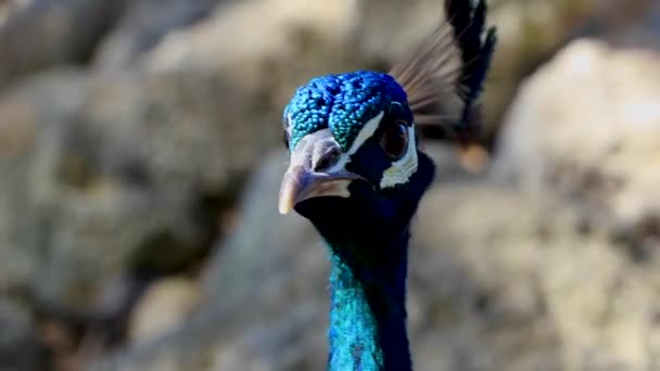 Prachtige Kleurrijke Elegante Pauw Dier Vogel Ialysos Rhodos Griekenland — Stockvideo