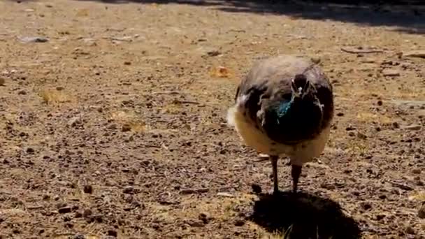Окрашенная Элегантная Птица Павлин Греческом Ялисосе — стоковое видео