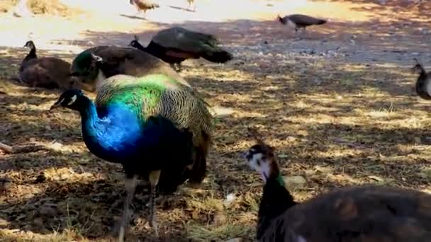 希腊亚利索斯罗得岛美丽的五彩斑斓的孔雀动物鸟 — 图库视频影像