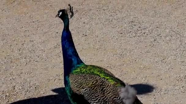 Hermoso Colorido Elegante Pavos Reales Animales Aves Ialysos Rodas Grecia — Vídeos de Stock