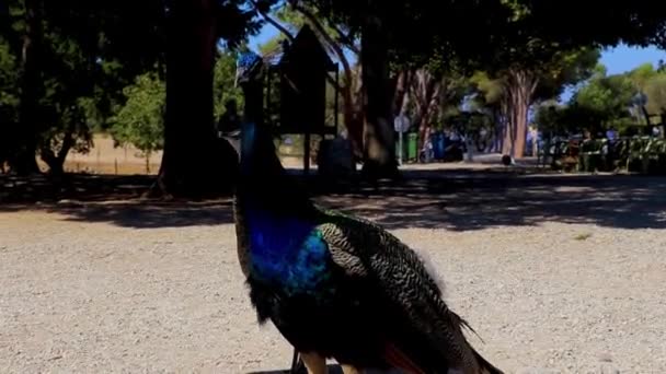 Hermoso Colorido Elegante Pavos Reales Animales Aves Ialysos Rodas Grecia — Vídeos de Stock