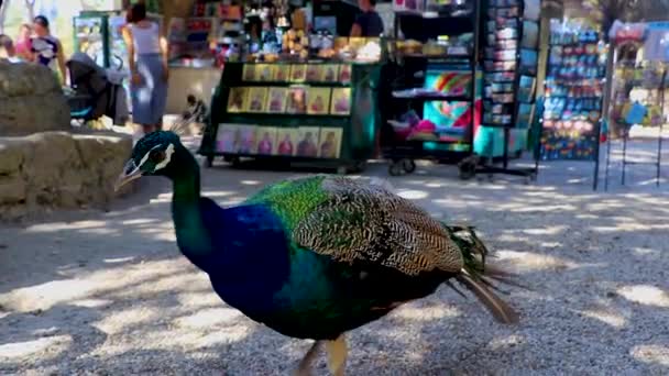Rhodes Greece 2018年9月希腊亚利索斯罗得岛美丽而优雅的孔雀鸟 — 图库视频影像