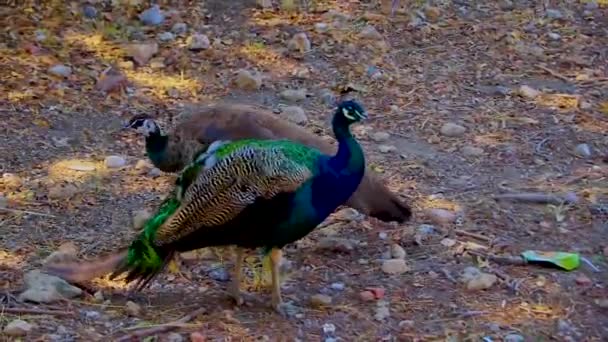 Beautiful Colorful Elegant Peacocks Animals Birds Ialysos Rhodes Greece — Stock Video