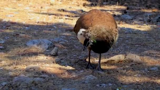 Hermoso Pájaro Elegante Colorido Del Animal Del Pavo Real Ialysos — Vídeos de Stock