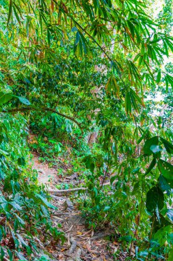 Palmiye ağaçları ile tropikal orman Lam ru Lamru Ulusal Parkı 'nda yürüyüş yapan Khao Lak Khuekkhak Takua Pa Phang-nga Tayland.