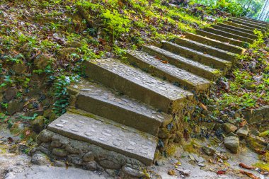 Palmiye ağaçları ile tropik orman doğa patikası ve Lam ru Lamru Millî Parkı 'nda Khao Lak Khuekkhak Takua Pa Phang-nga Tayland' da merdivenlerde yürüyüş yapıyor..