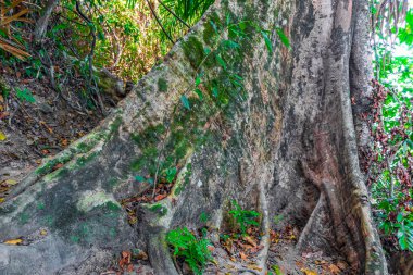 Tropikal ormandaki ağaçlar ve bitkiler Lam ru Lamru Nationalpark 'taki yaprak kökleriyle Khao Lak Khuekkhak Takua Pa Phang-nga Tayland' da.