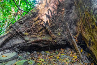 Tropikal ormandaki ağaçlar ve bitkiler Lam ru Lamru Nationalpark 'taki yaprak kökleriyle Khao Lak Khuekkhak Takua Pa Phang-nga Tayland' da.