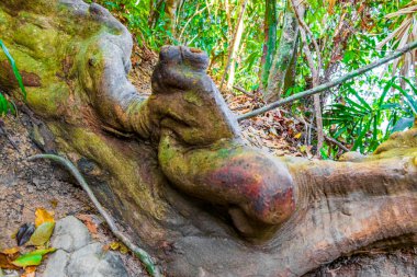 Tropikal ormandaki ağaçlar ve bitkiler Lam ru Lamru Nationalpark 'taki yaprak kökleriyle Khao Lak Khuekkhak Takua Pa Phang-nga Tayland' da.