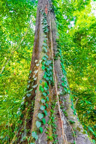 Дерева Рослини Тропічних Лісах Корінними Листяними Листяними Пальмами Національному Парку — стокове фото