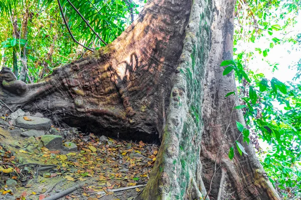 Bäume Und Pflanzen Tropischen Urwald Mit Wurzeln Blättern Palmen Lam — Stockfoto