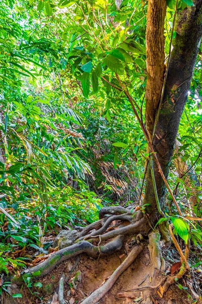 Árvores Plantas Floresta Tropical Selva Com Folhas Raízes Palmeiras Lam — Fotografia de Stock