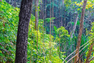 Tropikal ormandaki ağaçlar ve bitkiler Lam ru Lamru Nationalpark 'taki yaprak kökleriyle Khao Lak Khuekkhak Takua Pa Phang-nga Tayland' da.