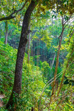 Tropikal ormandaki ağaçlar ve bitkiler Lam ru Lamru Nationalpark 'taki yaprak kökleriyle Khao Lak Khuekkhak Takua Pa Phang-nga Tayland' da.