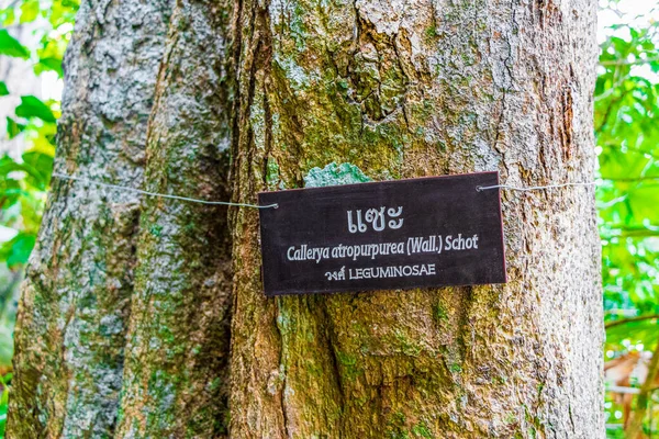 Деревья Растения Тропических Джунглях Леса Корнями Пальмы Лам Lamru Национальный — стоковое фото