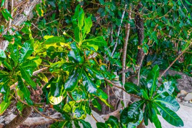 Tropikal ormandaki ağaçlar ve bitkiler Lam ru Lamru Nationalpark 'taki yaprak kökleriyle Khao Lak Khuekkhak Takua Pa Phang-nga Tayland' da.