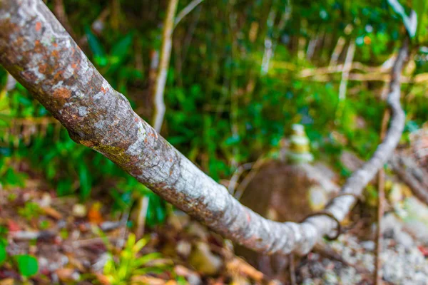 Árboles Plantas Selva Tropical Con Hojas Raíces Palmeras Lam Lamru — Foto de Stock