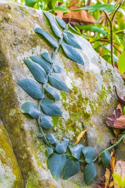 Pflanze Wächst Auf Felsen Tropischen Urwald Mit Wurzeln Blättert Palmen — Stockfoto