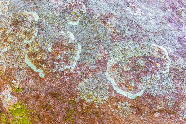 Red Green Moss Grows Boulder Rock Stone Coast Line Beach — Stock Photo, Image