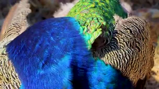 Hermoso Colorido Elegante Pavos Reales Animales Aves Ialysos Rodas Grecia — Vídeos de Stock