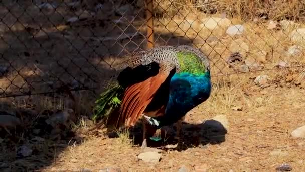 Чудові Барвисті Павичі Птахи Іалісосі Родосі Греції — стокове відео
