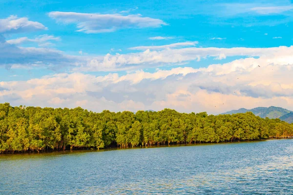 Мангровые Деревья Тропического Рая Панорамный Вид Ландшафт Банг Рин Ранонг — стоковое фото