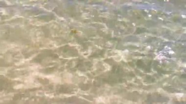 Playa 88 ve Playa del Carmen Mexico 'daki Punta Esmeralda' dan turkuaz mavi ve berrak suyla tropik Meksika sahili manzarası.