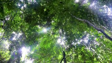 Tropik orman ormanları, Thani Tayland 'da Koh Samui' de palmiye ağaçları yürüyüş parkurları ve patikaları..