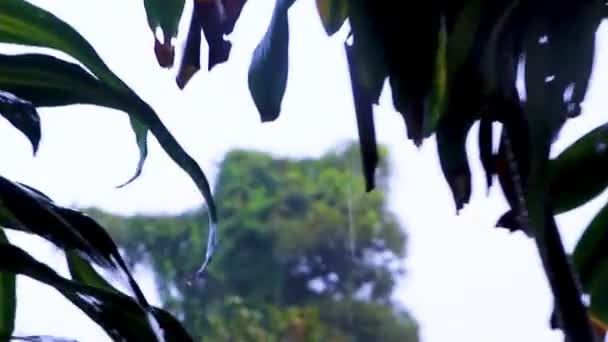 タイのサムイ島で雨季にタルニム滝 秘密のマジックガーデンでモンスーン雨のジャングルの中で最大の木 — ストック動画