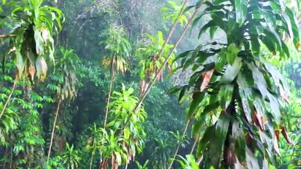 泰国Koh Samui的Tar Nim瀑布与季风雨交织在一起 雨季的神秘魔法花园 — 图库视频影像
