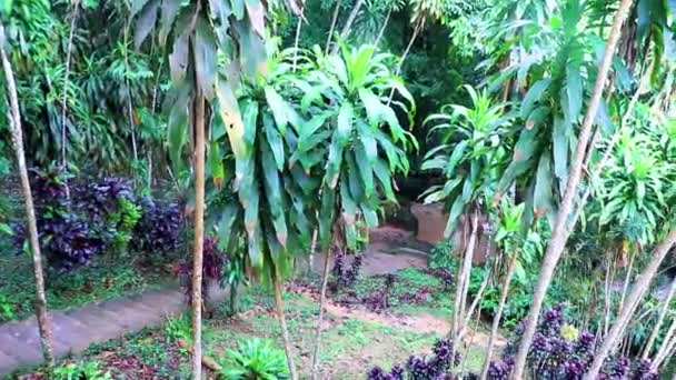 Selva Con Lluvia Monzónica Cascada Tar Nim Jardín Mágico Secreto — Vídeo de stock