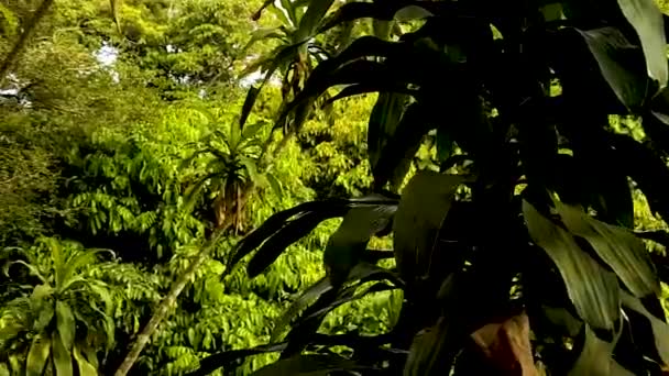 Selva Con Lluvia Monzónica Cascada Tar Nim Jardín Mágico Secreto — Vídeos de Stock