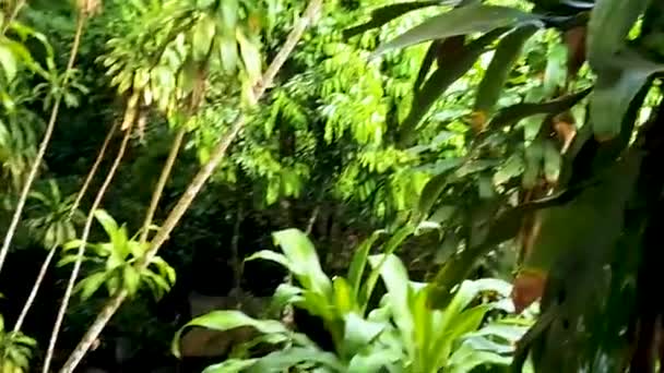 Selva Com Chuva Monções Tar Nim Waterfall Secret Magic Garden — Vídeo de Stock