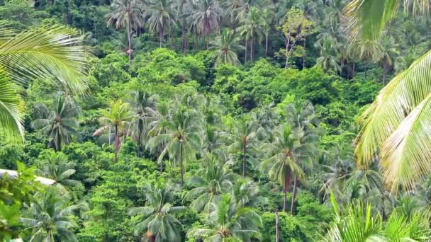 Hutan Tropis Dengan Pohon Palem Koh Samui Surat Thani Thailand — Stok Video