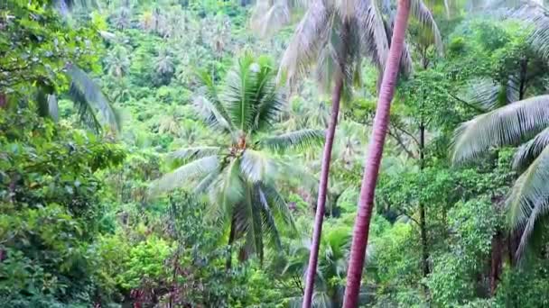 Tropické Džungle Les Palmami Koh Samui Surat Thani Thajsku — Stock video