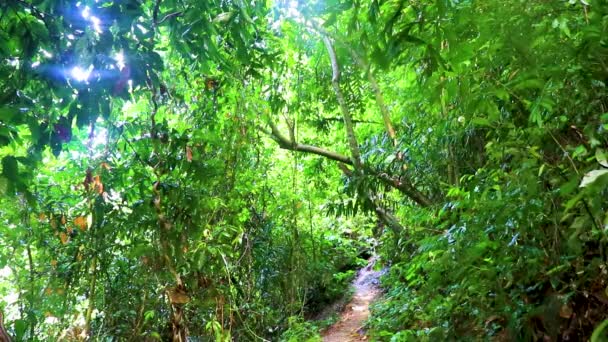 Tropické Džungle Les Palmami Turistická Stezka Cesta Koh Samui Surat — Stock video