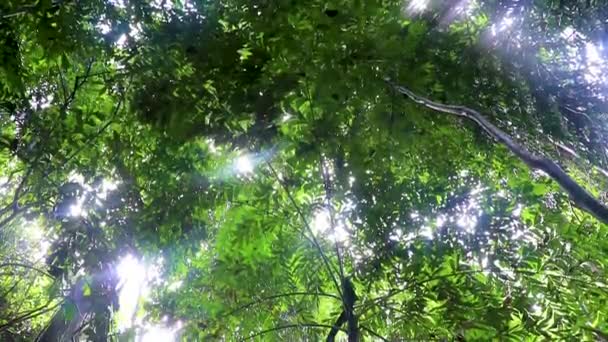 Selva Tropical Con Palmeras Sendero Sendero Koh Samui Surat Thani — Vídeo de stock