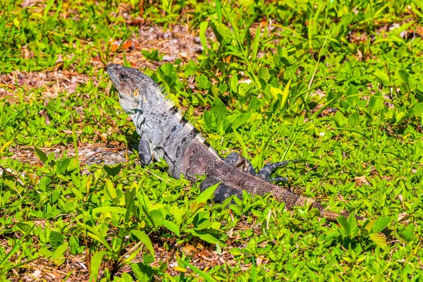 Iguana Mexicana Encontra Natureza Grama Floresta Tropical Fundo Natural Verde — Fotografia de Stock