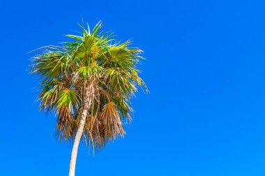 Playa del Carmen Meksika 'daki Punta Esmeralda' da mavi gökyüzü geçmişi olan tropik doğal Meksika palmiyesi..
