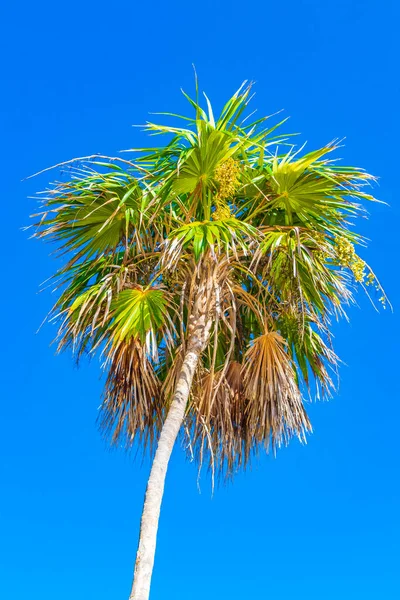 Trópusi Természetes Mexikói Pálmafa Kék Háttér Punta Esmeralda Playa Del — Stock Fotó