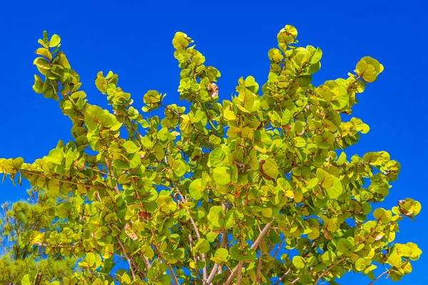 墨西哥Playa Del Carmen的Punta Esmeralda有蓝天背景的热带天然墨西哥树 — 图库照片