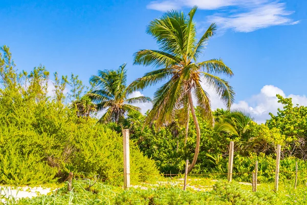 Tropikalne Naturalne Meksykańskie Palmy Niebieskim Tle Nieba Punta Esmeralda Playa — Zdjęcie stockowe