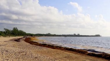 Playa del Carmen Meksika 'daki tropik Meksika plajında bir sürü iğrenç kırmızı yosun sargazosu..