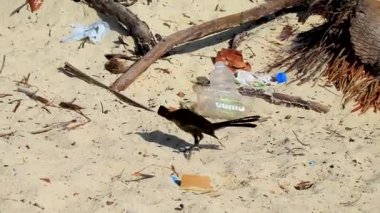 Büyük kuyruklu Grackle Quiscalus Meksikalısı erkek kuş Playa del Carmen Meksika 'daki tropikal Meksika plajında çöp kirliliği arasında yemek yiyor..