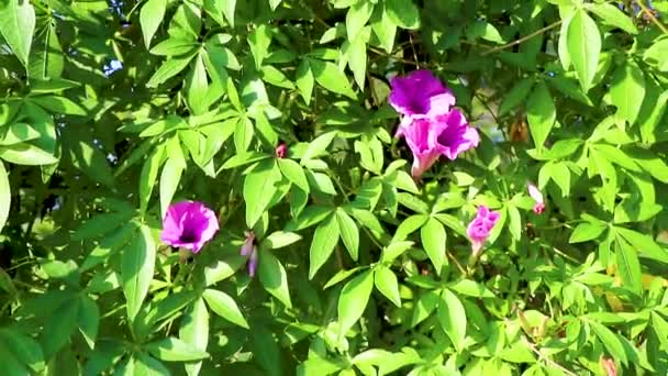 Roze Violet Paars Mexicaanse Morning Glory Glories Ipomoea Spp Bloem — Stockvideo
